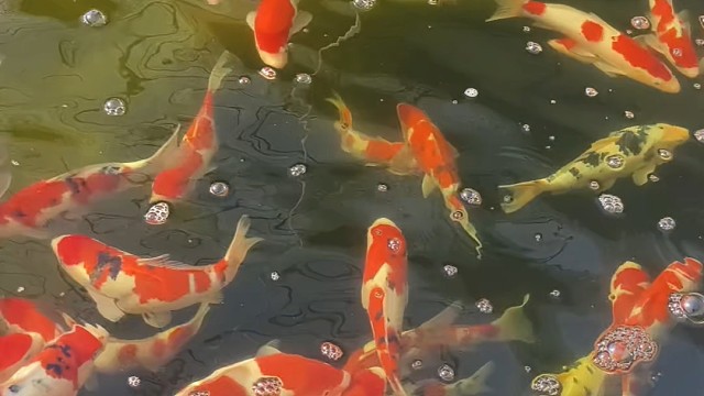 见锦鲤者发发发