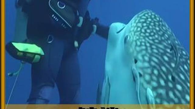 鲸鲨独特的进食方法！ #内容启发搜索 #科普