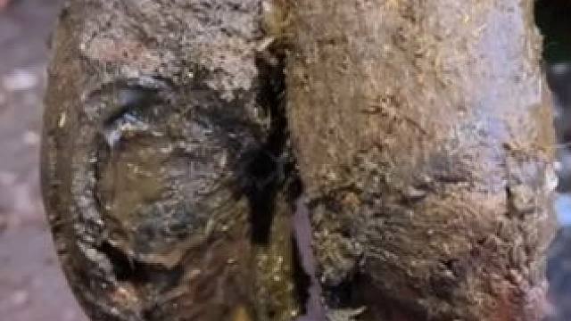 这么大块脱落的角质里面居然还有个大洞#解压 #修牛蹄