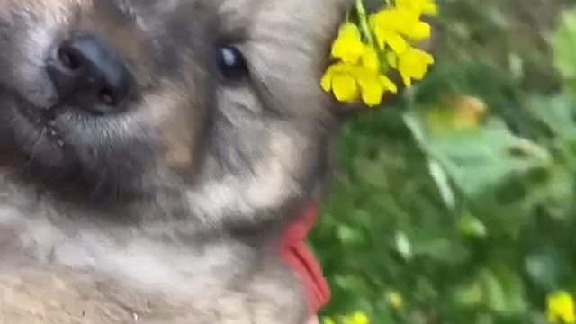 好羡慕 #笨蛋小狗