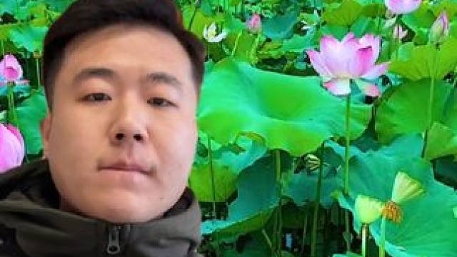 当我看到老法师拍荷花 #沧野影像 #摄影