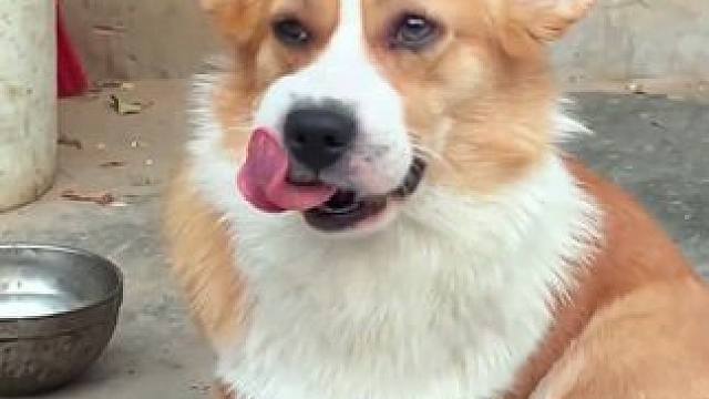 猫猫狗狗也有自己的追蜂少年 #猫猫狗狗 #猫狗 #蜜蜂狗 #蜜蜂猫 #猫猫狗狗要幸福