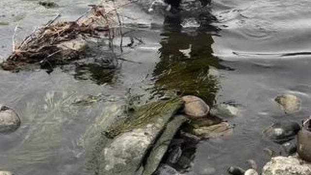 好多鱼#好多鱼 #年年有鱼 #祝大家年年有鱼 #抓鱼