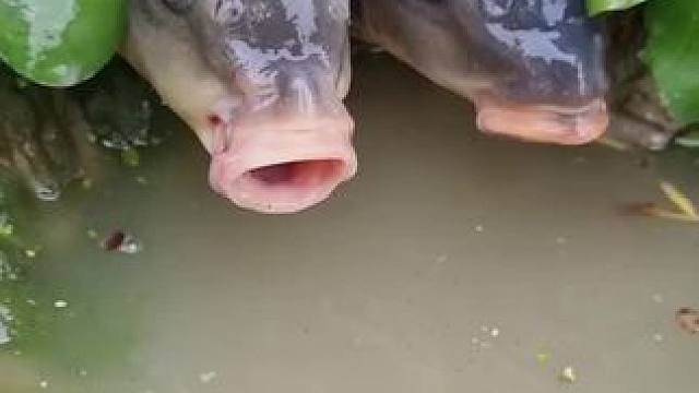 鱼#农村生活 #真实户外 #户外拍摄 #鱼 #观赏鱼