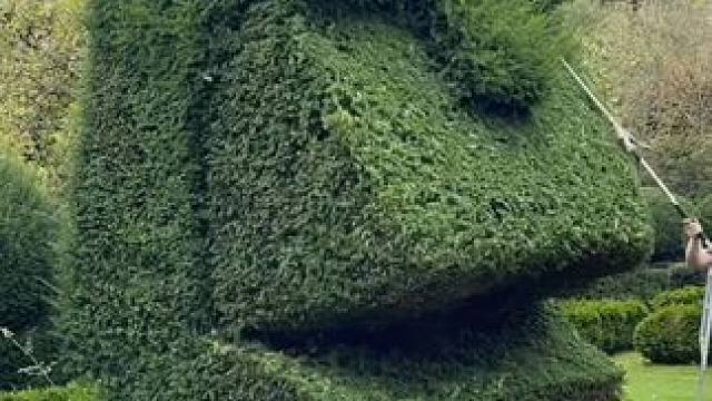 庭院绿化美化修剪技术。 #极度舒适 #解压视频 #强迫症看了很享受 #绿化工程 #解压