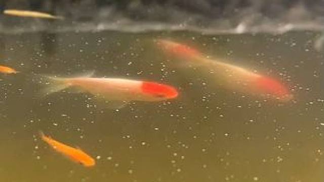 【观背青鳉】#养鱼日记 #观背青鳉 #观赏鱼 #冷水鱼 #养鱼人 听劝，新手不要买加温鱼，老手随意