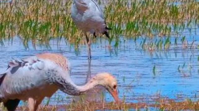 嘿，知道嘛，我们黑颈鹤各个都是生态卫士哦～