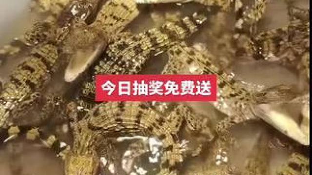 #爬宠 #鳄鱼 #异宠