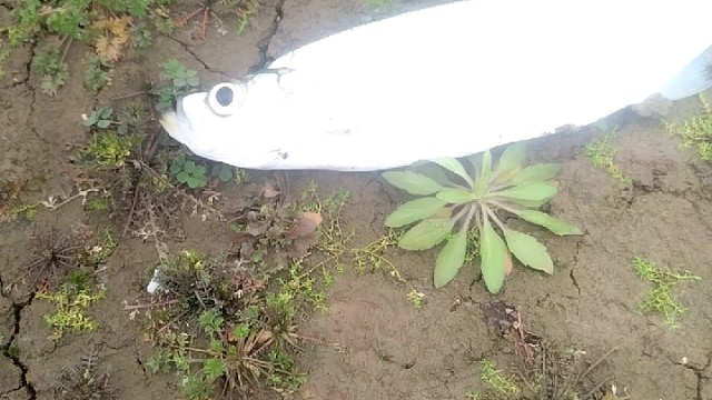 钓鱼人的快乐