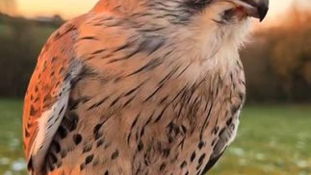 宠物红隼 #国外视频分享 #奇妙的动物 #宠物