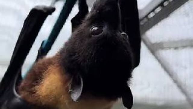 宠物狐蝠爬行 #国外视频分享 #奇妙的动物 #宠物