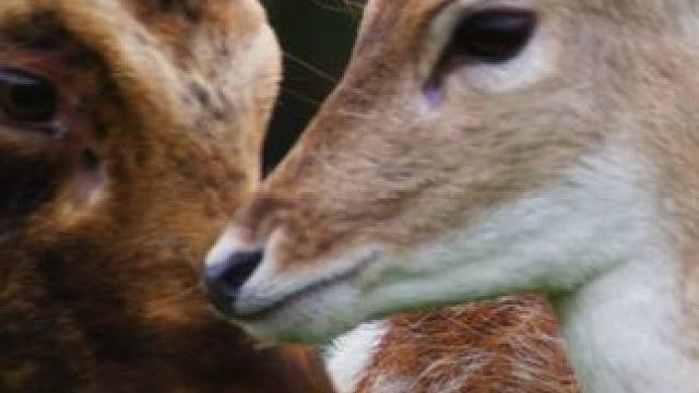 黇鹿求偶展开激烈打斗！春雨后形成“菌特奈特” #一代人有一代人的动物世界 #动物世界 #自然科普