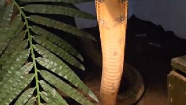 宠物小眼王 #国外视频分享 #奇妙的动物 #宠物