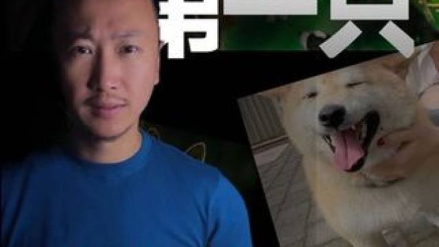 这个中国第一只被法拍的柴犬背后的故事，深深的震撼到了我！#宠物 #柴犬 #狗狗 #爱狗人士 #莎言莎