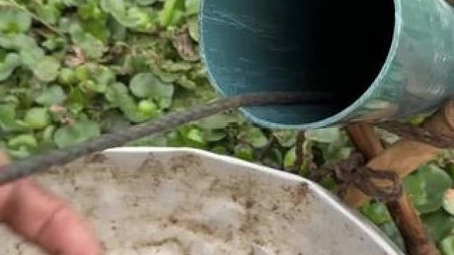 收获满满#鱼获满满 #捕鱼 #今天的收获 #户外捕鱼 #好多鱼