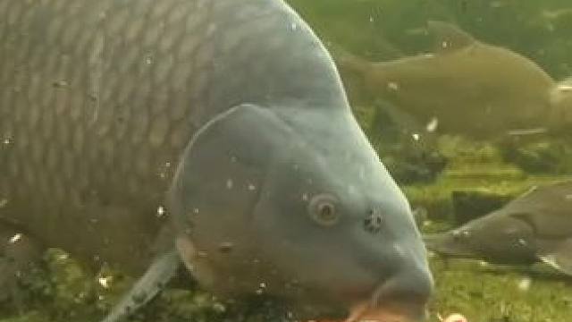 好大一条鱼#鱼 #好大一条鱼 #捕食瞬间 #自然界动物各种奇特捕食画面大全