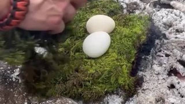 在户外苔藓的小妙用 #露营技巧报告 #露营报告