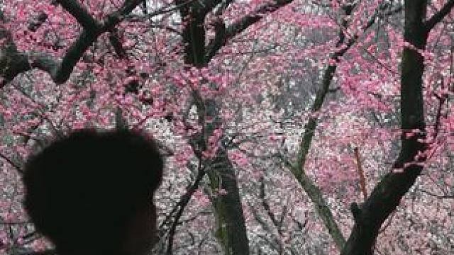 总要赶上梅花山的盛花期 去看看这漫山遍野的簇簇梅花吧！#南京 #春天 #南京梅花山进入盛花期 #樱花