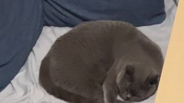 我是养猫人，请攻击我最薄弱的地方#猫咪 #我和我的猫 #小猫是平淡生活的解药 #这一小坨猫谁受得了 