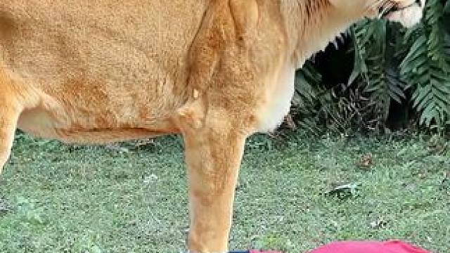 印度两名男子作死，原始丛林采蜜捉蟒蛇，最后被狮子盯上全村吃席 