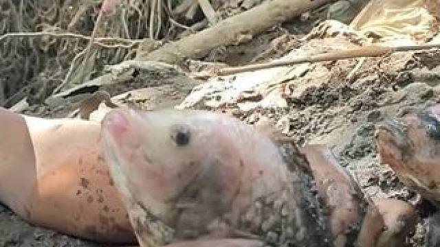 户外抓鱼 #户外抓鱼