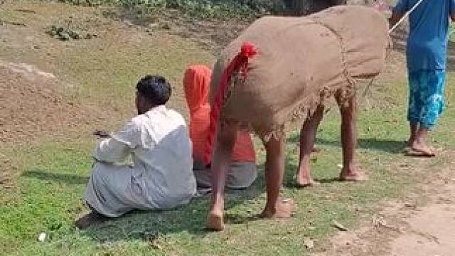 哈哈 #这就是农村的生活 #辛勤劳动者记录农村生活 #哈哈哈哈哈哈我要笑死了 #这牛太厉害了 #体验