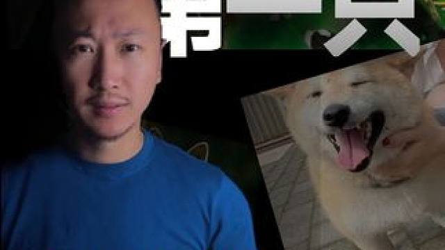 这只流浪狗背后的荒诞与良善，是对儿女最好的教育#宠物 #狗狗 #家庭教育 #父母 #孩子