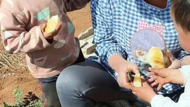 这个是菜籽晒干了，打成糠，可以喂猪的。 #内容启发搜索