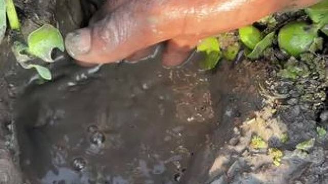 捞鱼#捞鱼也是技术活 #户外抓鱼 #抓鱼 #户外抓鱼