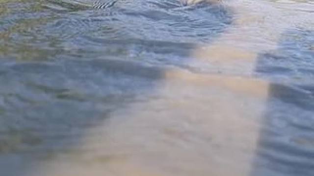 鱼劲十足#鱼#实拍#户外实拍