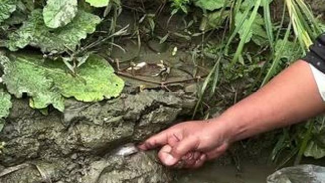 太好玩了#太好玩了#抓鱼 #摸鱼日常 #原来抓鱼也可以很轻松 #户外抓鱼