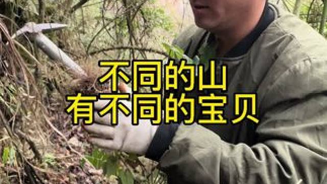 不同的山形有不同的宝贝#真实户外 #原创视频 #大自然的馈赠