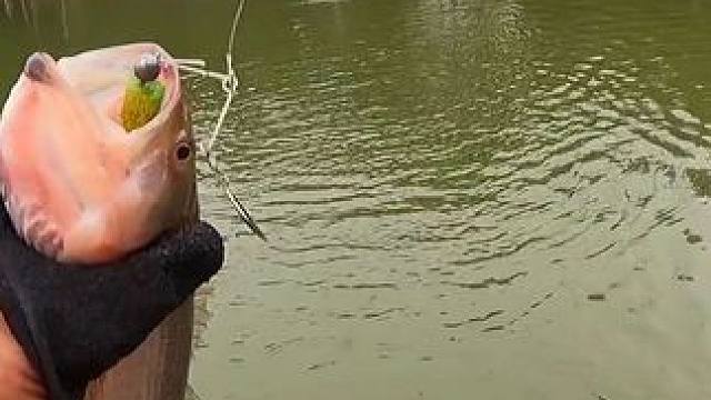 乡村大世界3000斤鲈鱼炮 
第一次体验高密度钓鱼，有点小激动，天气太冷，鱼口一般，上岸的人不多#原