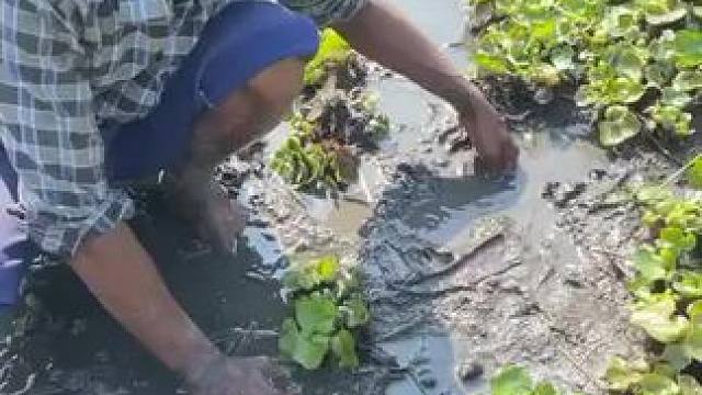 渔民日常#抓鱼#捕鱼