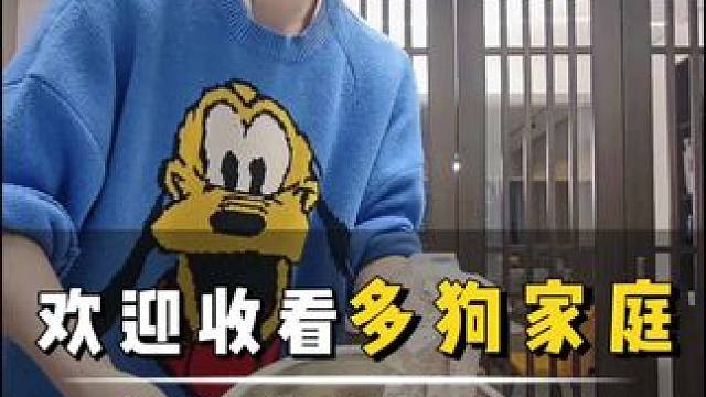 给狗狗做饭比给我自己做饭还认真 #狗狗的心思都写在脸上了 #狗狗日常