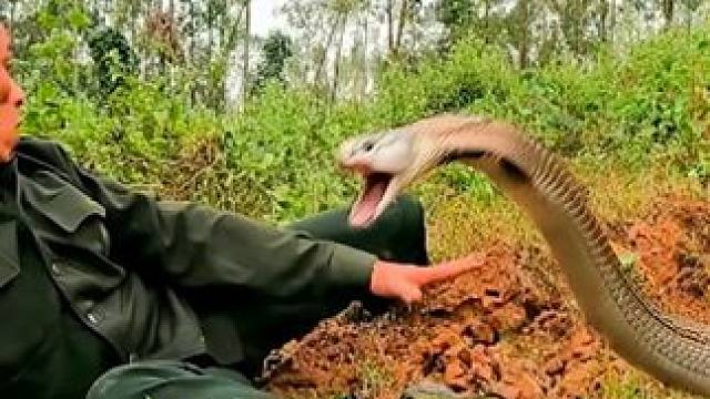 越南两男子艺高人胆大，竟徒手抓四条眼镜王蛇，真怕他们全村开席 #越南捕蛇人 #眼镜王蛇 #眼镜蛇 