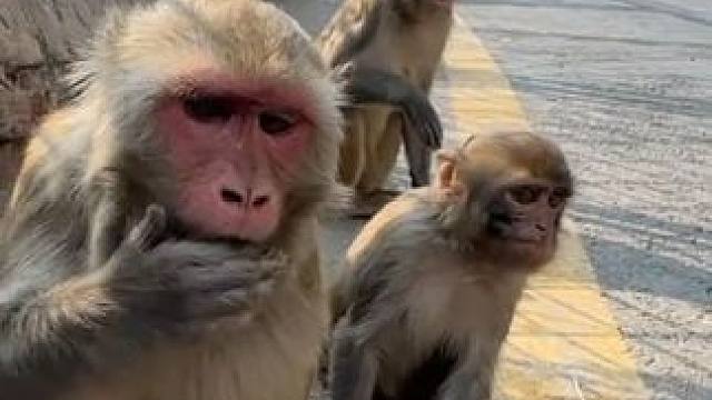 猴子吃葡萄 #国外视频分享 #野生动物零距离 #猴子成精