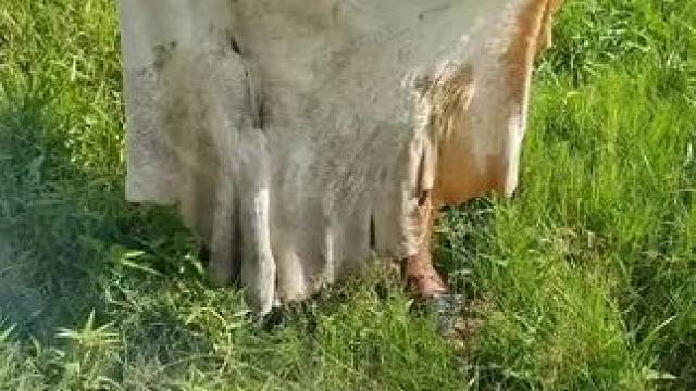 牛皮美食 #把家乡的味道分享给大家 #农村美食记录生活 #辛勤劳动者记录农村生活 #东南亚美食 #舌