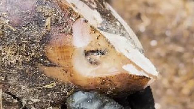 又是治愈牛牛的一天#解压 #修牛蹄