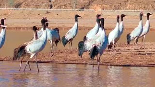 嘿，我是黑颈鹤，大家来拜访我们的时候也一定要保护好环境哦！#黑颈鹤#西藏#神奇动物 #高原上的神奇动