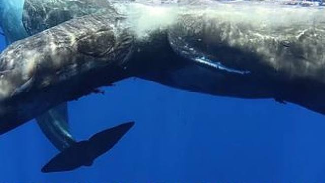 带你看看五条抹香鲸同框的压迫感#自由潜水 #水下绝美瞬间 #毛里求斯追鲸 #爱上自由潜 #抹香鲸