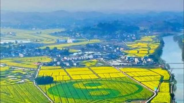 好消息！好消息！2025重庆潼南崇龛油菜花节2.28日开幕，景区首次免门票啦！#家乡的油菜花   #