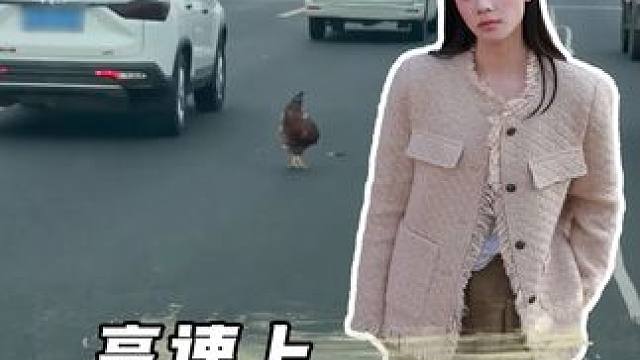 高速上撞到小动物怎么办？#高速驾驶 #安全驾驶 #开车 #开车撞倒小动物 #高速撞狗