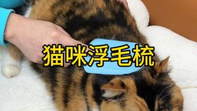 猫咪浮毛器 这才是能按摩的猫咪浮毛器！反面还是个刮毛器！养宠家庭必备 #猫咪 #萌宠 #浮毛梳