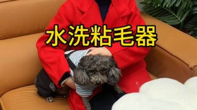 神奇的粘毛器 神奇的粘毛器!不仅能轻松清理头发和猫猫狗狗掉落的毛发，水一冲就干净能继续用了 #粘毛神