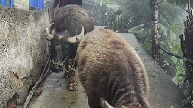 #记录我的乡村生活#放牛的生活 #田园生活