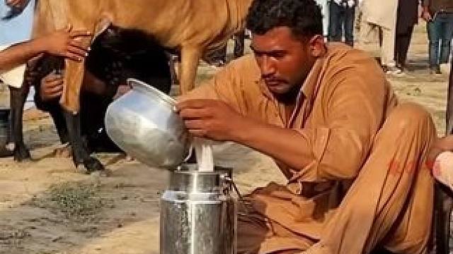 挤羊奶大赛，你敢吗？ #纪录片 #看世界