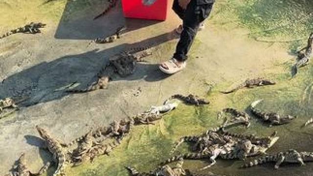 畸形苗98一条#鳄鱼养殖场 #非专业人士请勿模仿