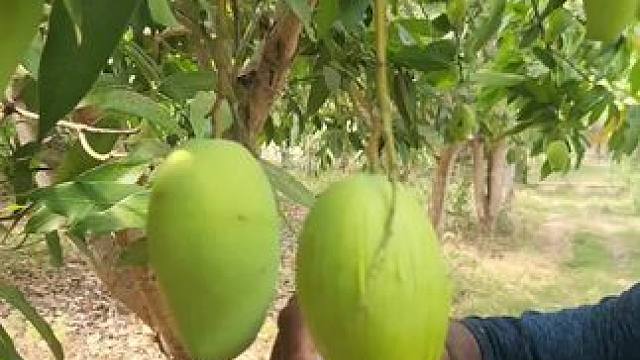 芒果花 #把家乡的味道分享给大家 #舌尖上的美食 #田园生活乐趣多 #农村美食记录生活 #东南亚美食