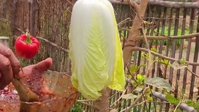 东南亚大叔 #舌尖上的美食 #农村美食记录生活 #把家乡的味道分享给大家 #田园生活乐趣多 #东南亚